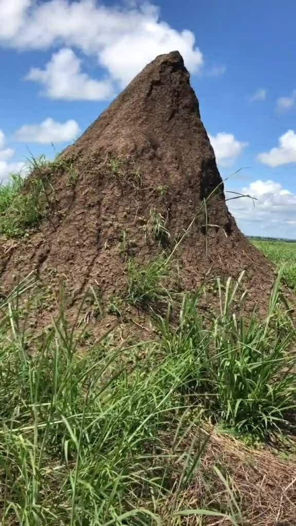 非洲的蚂蚁窝是这样的!还有更大的!里面都是白蚂蚁