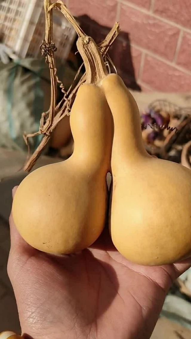 非常好看的双胞胎葫芦,外形不错,只可惜龙头缺点火候