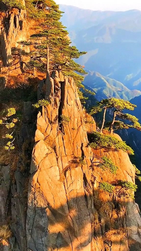 黄山松具有顶风傲雪的自强精神,百折不挠的进取精神