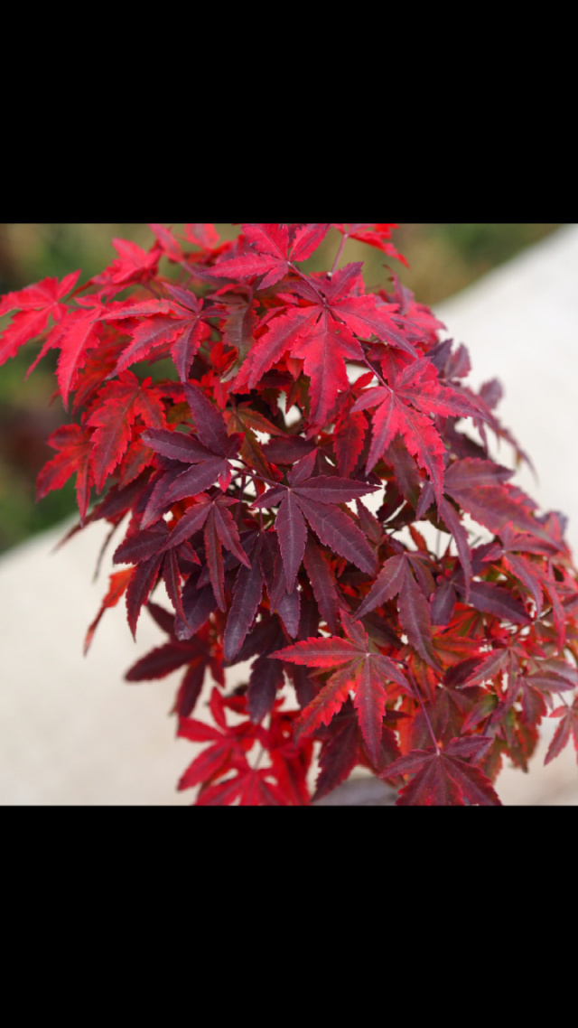 一颗弯曲度特别好的山红叶鸡爪槭,大别山品种.