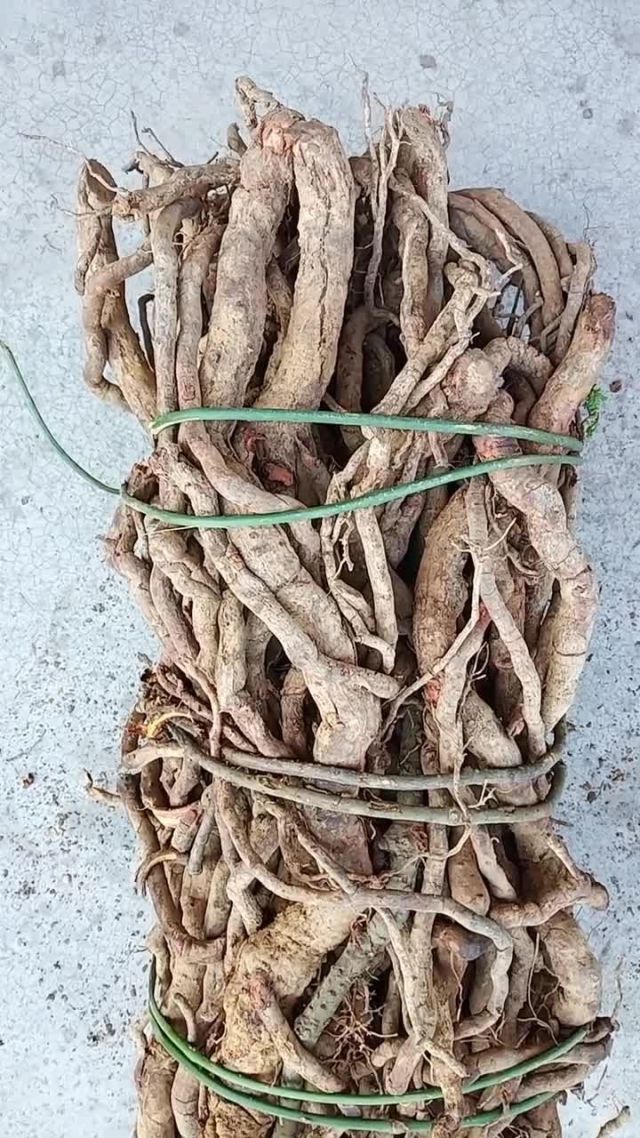 深山盘到的特大超老野生黑老虎919191