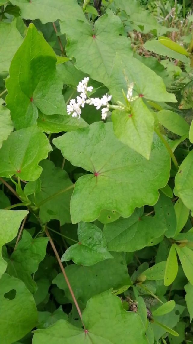 金荞麦被人们称为酸菜杆或是酸菜藤,因嫩杆子炒熟后非常酸,可以当酸菜