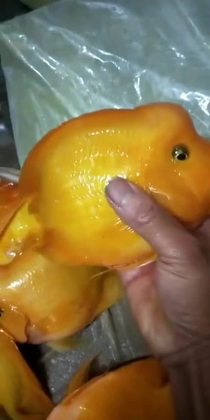 那我就祝刷道这个视频的您2019财源滚滚,鸿运当头,万事如意