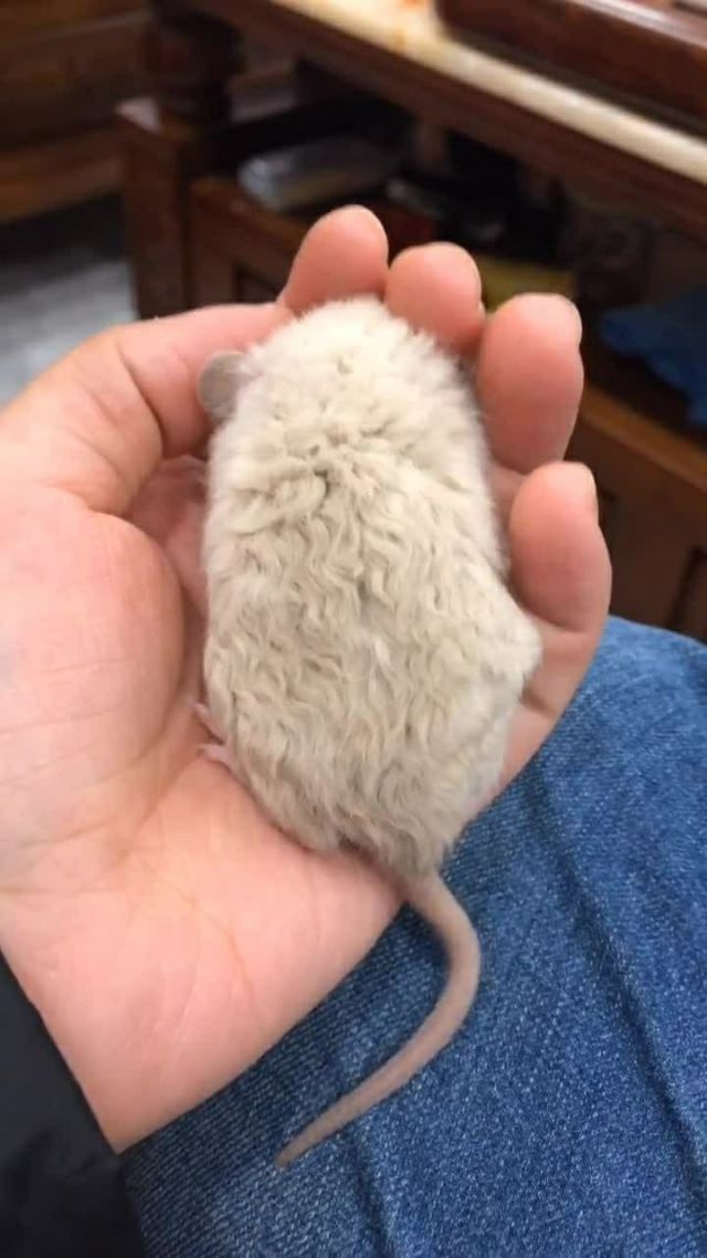 卷毛的花枝鼠,手感太好了