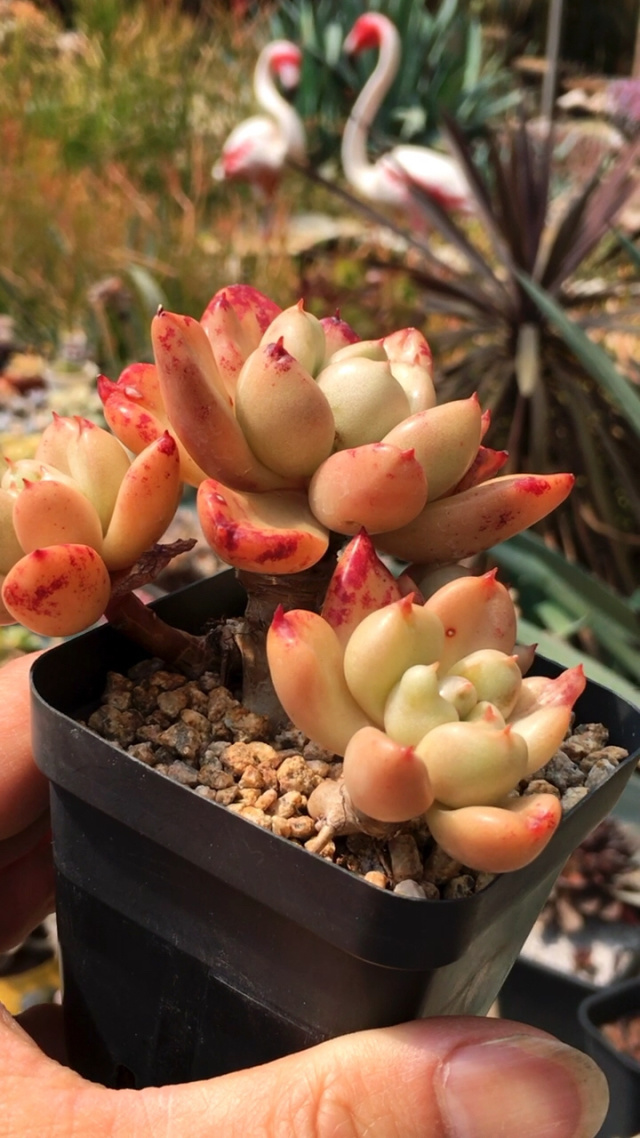 奶油鳄梨老桩无砍 9890