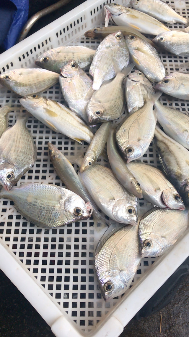 海钓碗米鱼～斑猪～梭子鱼