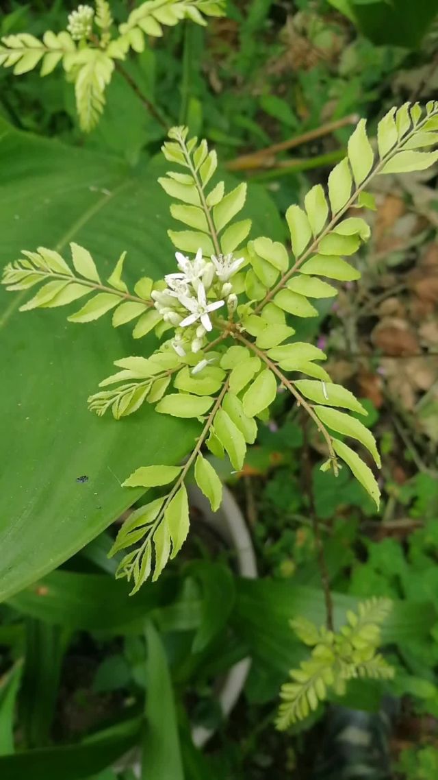 咖喱树,也叫印度九里香或是调料九里香,叶子有特殊浓郁香味,用于咖喱