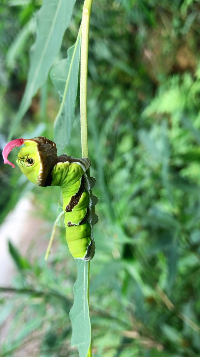蝴蝶小时候是毛毛虫,很容易被天敌攻击,那它如何保护自己呢,它头部藏