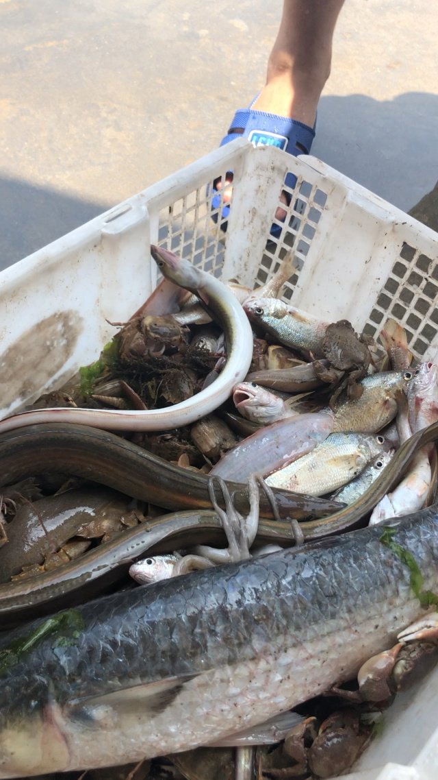 今天的收地笼的渔获